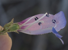 Penstemon neotericus