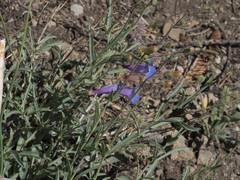 Penstemon neotericus