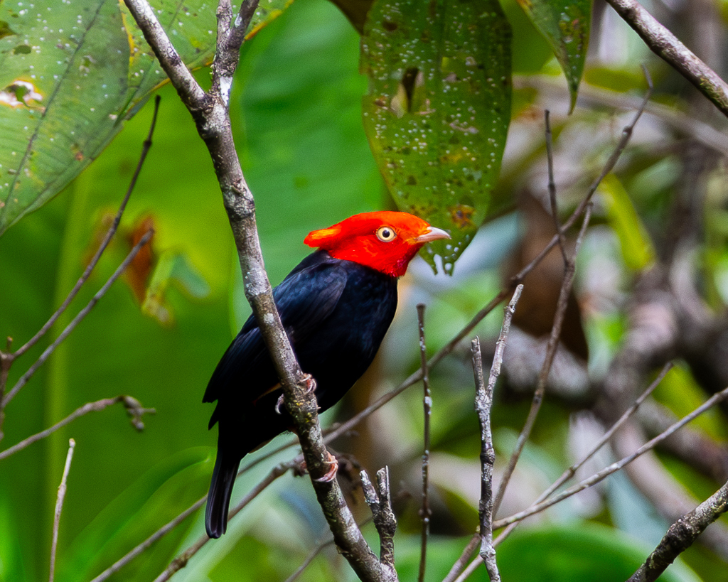 Scarlet-horned Manakin