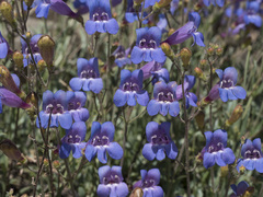 Penstemon neotericus