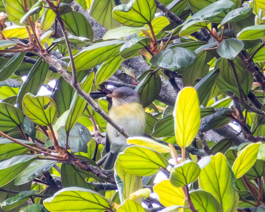 Tepui Vireo (Vireo sclateri) photo