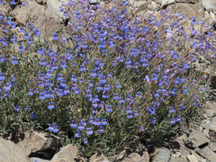 Penstemon neotericus