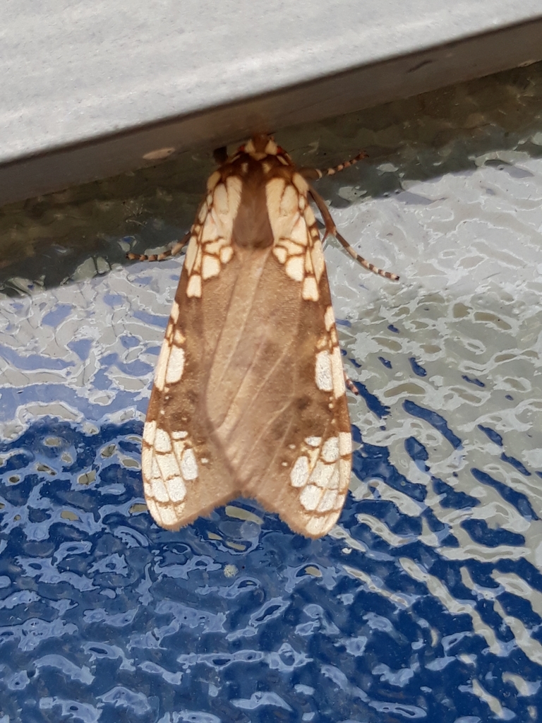 Tessellarctia semivaria