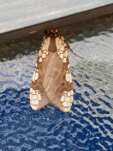 Tessellarctia semivaria
