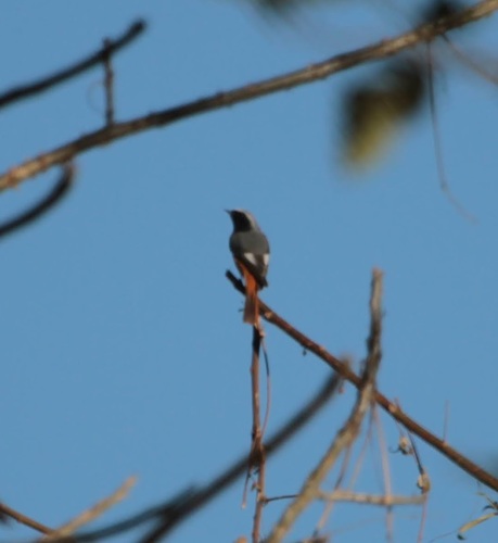 Hodgson's Redstart (Phoenicurus hodgsoni), photo 10
