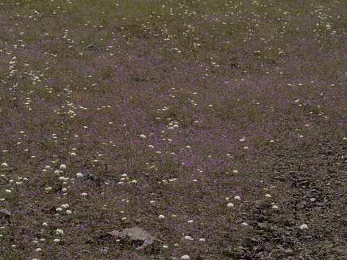 Navarretia leptalea ssp. leptalea