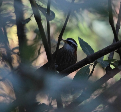 Streak-breasted Scimitar Babbler (Pomatorhinus ruficollis), photo 6