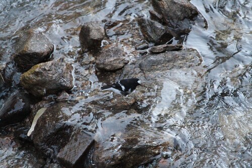 Little Forktail (Enicurus scouleri), photo 4