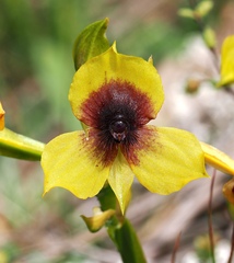 Telipogon berthae, photograph (c) desertnaturalist, some rights reserved (CC BY)