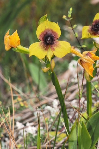 Telipogon berthae, photograph 6