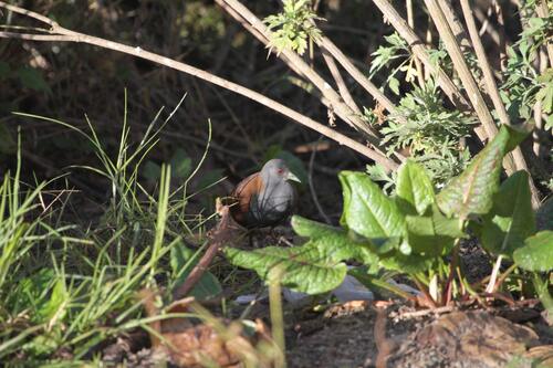 Black-tailed Crake (Zapornia bicolor), photo 10