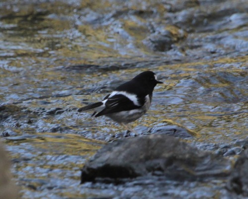 Little Forktail (Enicurus scouleri), photo 5