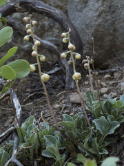 Pyrola dentata