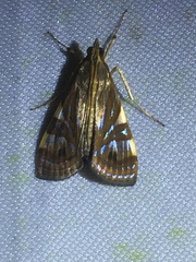 Glyphodes exquisitalis