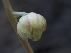 Pyrola dentata