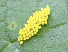 Adalia bipunctata