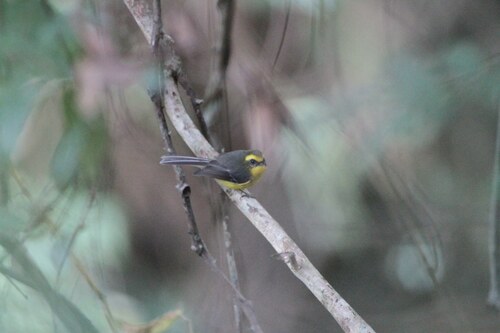 Yellow-bellied Fantail (Chelidorhynx hypoxanthus), photo 4