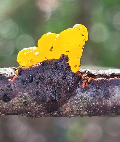 Golden Jelly Fungus