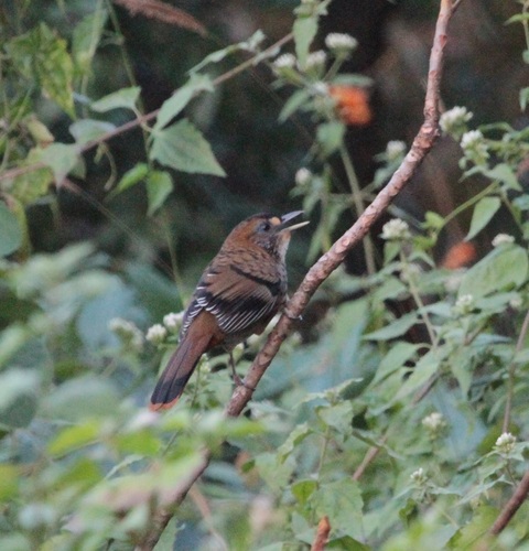 Rufous-chinned Laughingthrush (Ianthocincla rufogularis), photo 10