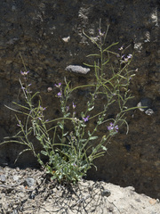 Boechera depauperata