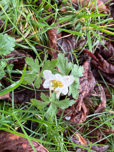 Anemone nemorosa