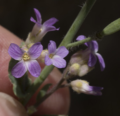 Boechera depauperata