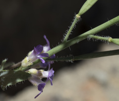 Boechera depauperata