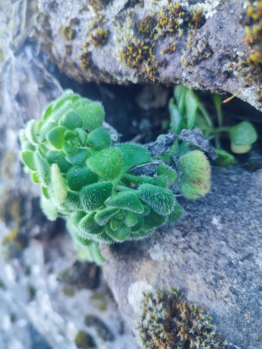 Aichryson villosum, photograph 3