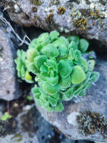 Aichryson villosum, photograph 2