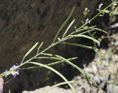 Boechera depauperata