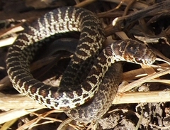 Coluber constrictor mormon