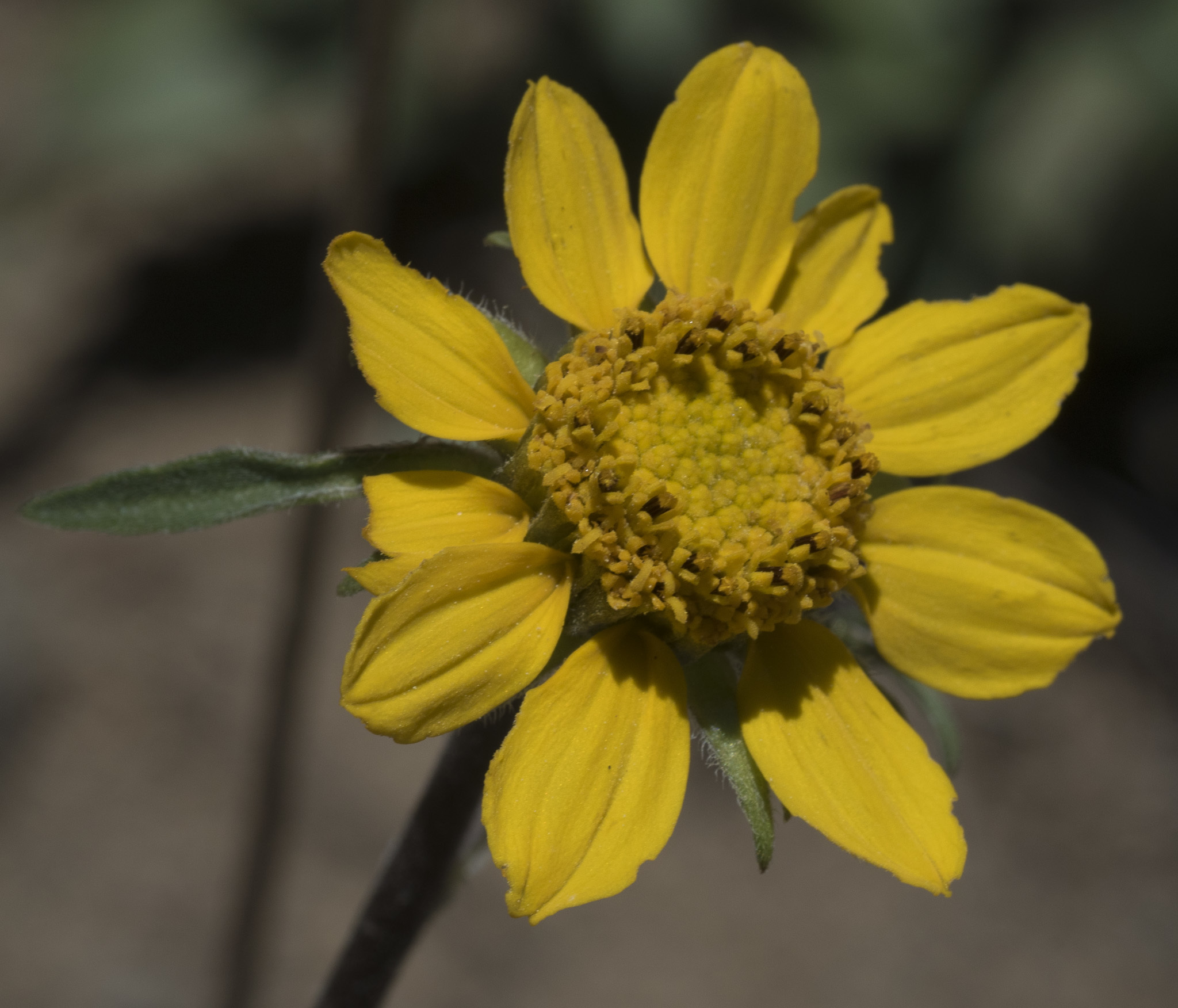 Helianthella californica ssp. nevadensis