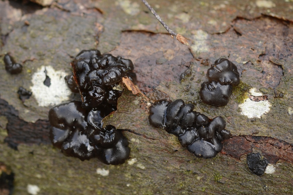 Exidia nigricans · February 2026 · photo: © cryptomarasmius (iNaturalist, cc-by)