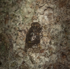 Scholastinae
