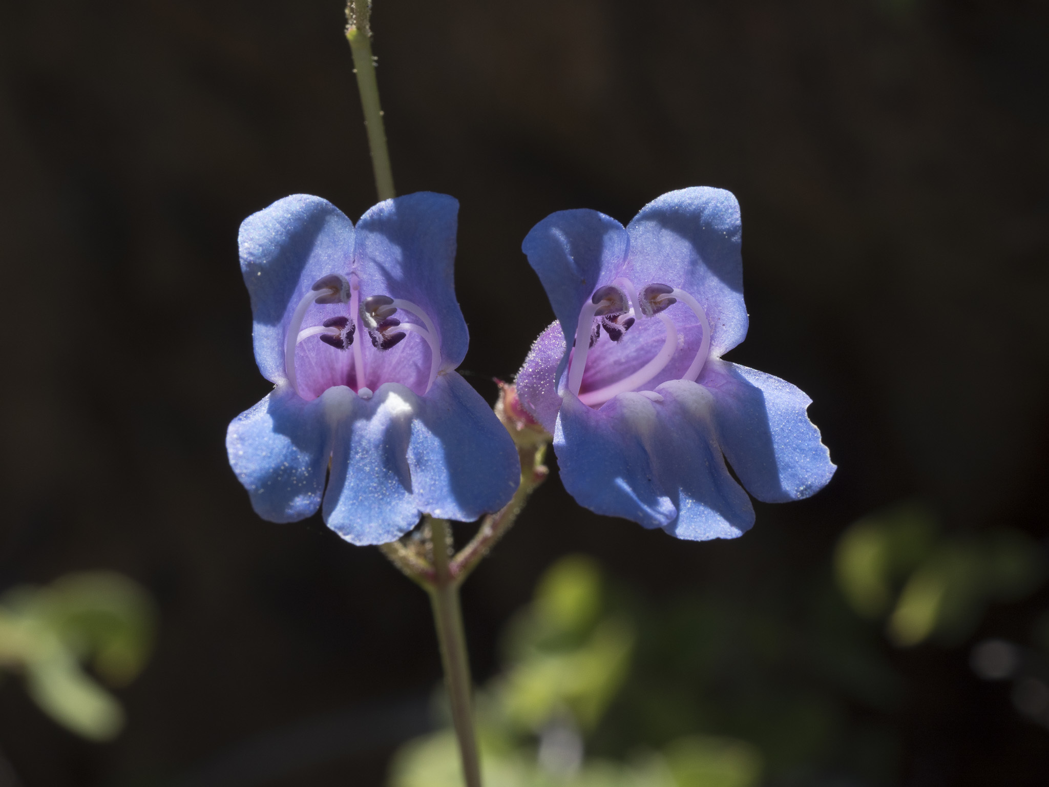 Penstemon neotericus