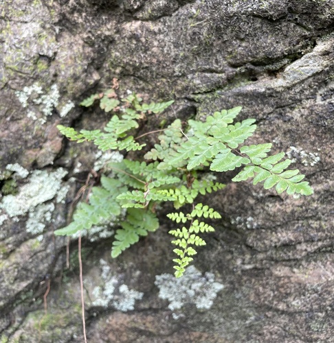 Myriopteris microphylla observed 2026-02-18