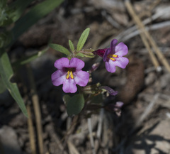 Diplacus torreyi