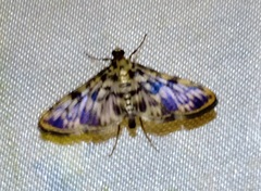 Rhimphalea