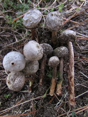 Tulostoma brumale