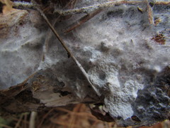 Hymenochaete cinnamomea