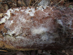 Hymenochaete cinnamomea