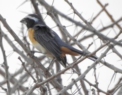 Saltator orenocensis