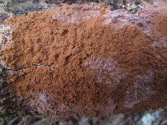 Hymenochaete cinnamomea