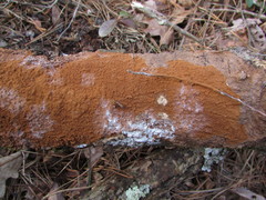 Hymenochaete cinnamomea