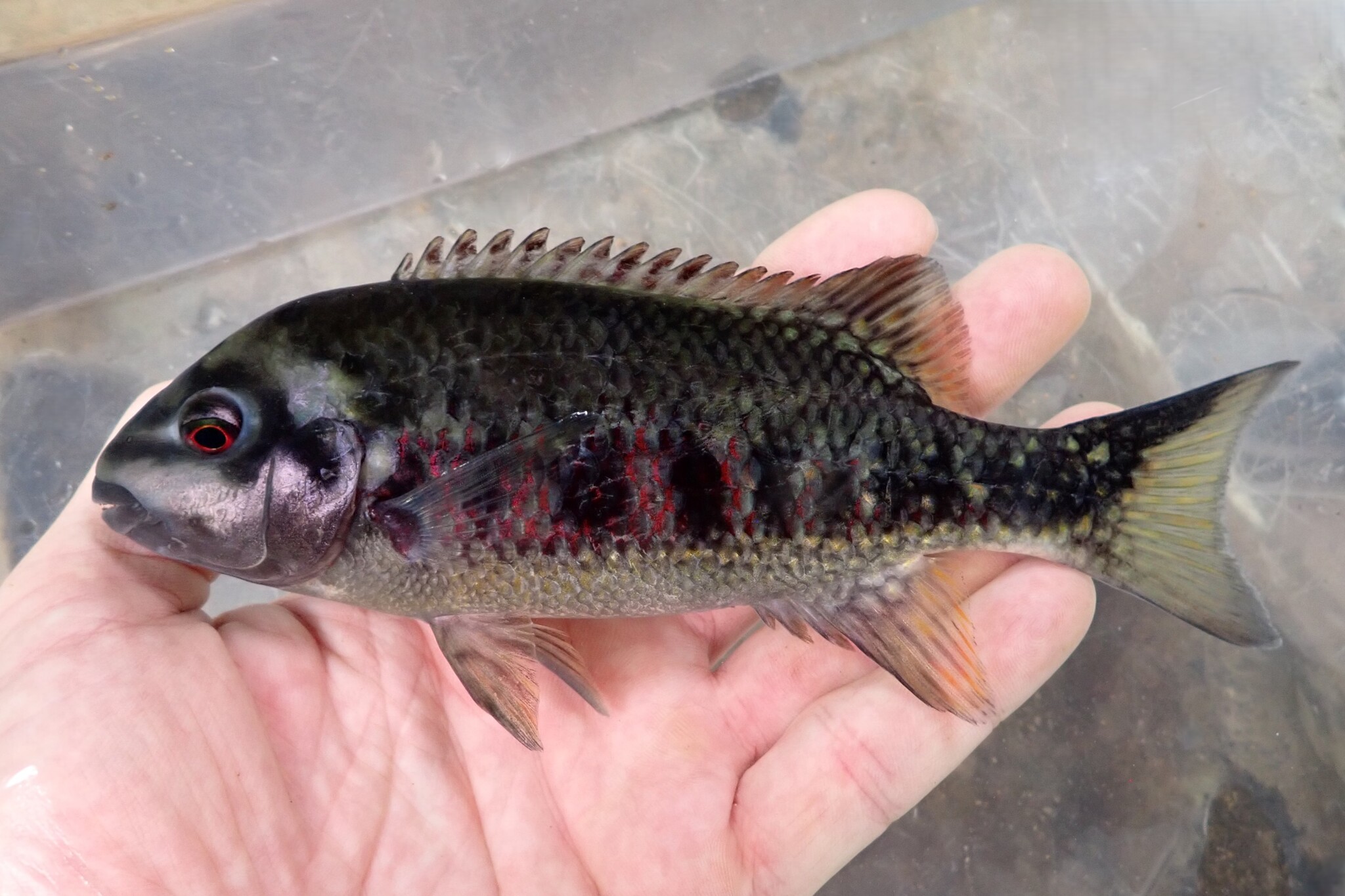 Tuba Cichlid photo 4