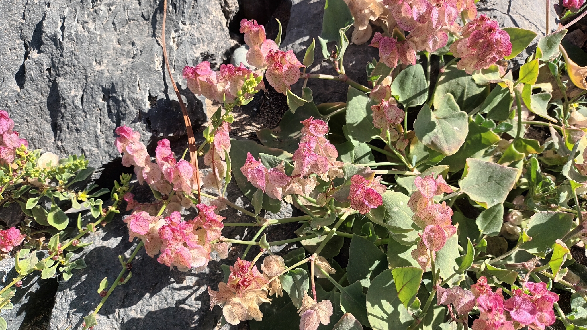 Rumex vesicarius