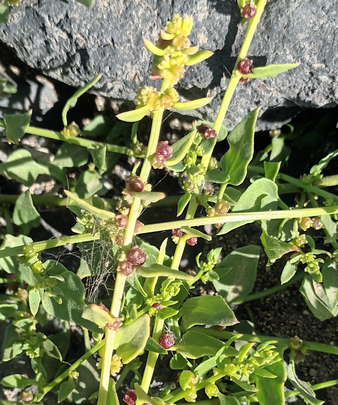 Patellifolia procumbens