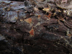Phanerochaete sanguinea