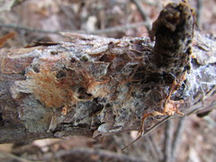 Phanerochaete sanguinea