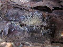 Phanerochaete sanguinea